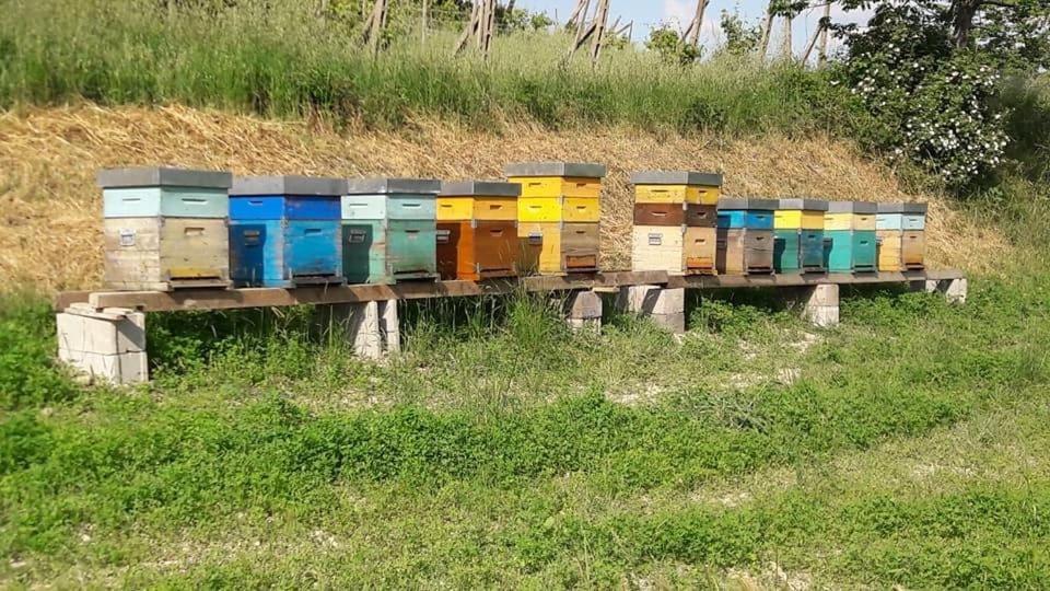 San Vittore  Agriturismo Il Colore Del Grano מראה חיצוני תמונה