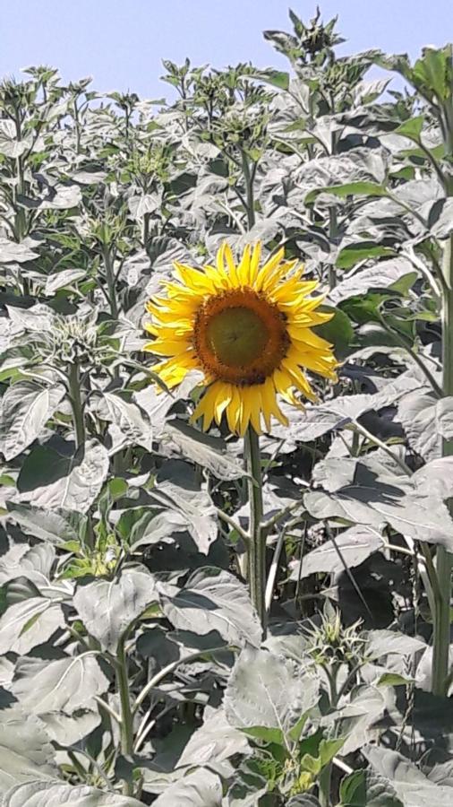 San Vittore  Agriturismo Il Colore Del Grano מראה חיצוני תמונה